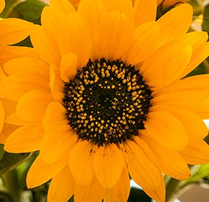 Store Sunflower