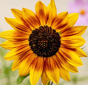 Store Sunflower