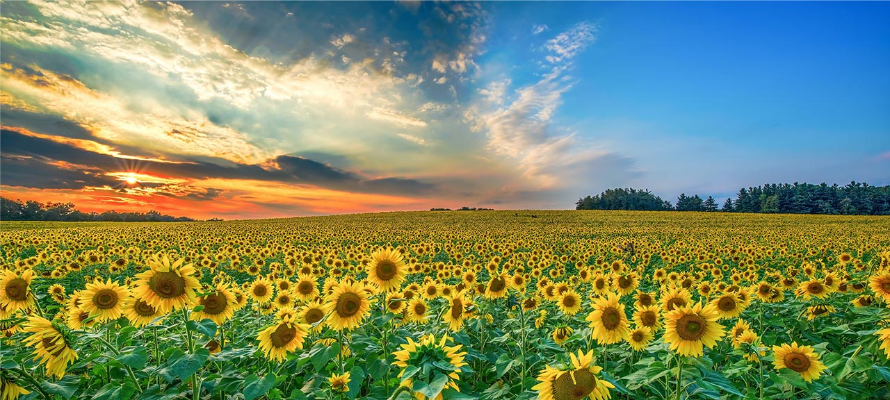 A photo a very large field of sunflowers at sunset.