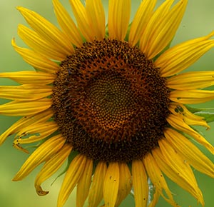 Store Sunflower
