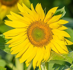 Store Sunflower