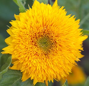 Store Sunflower