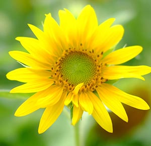 Store Sunflower