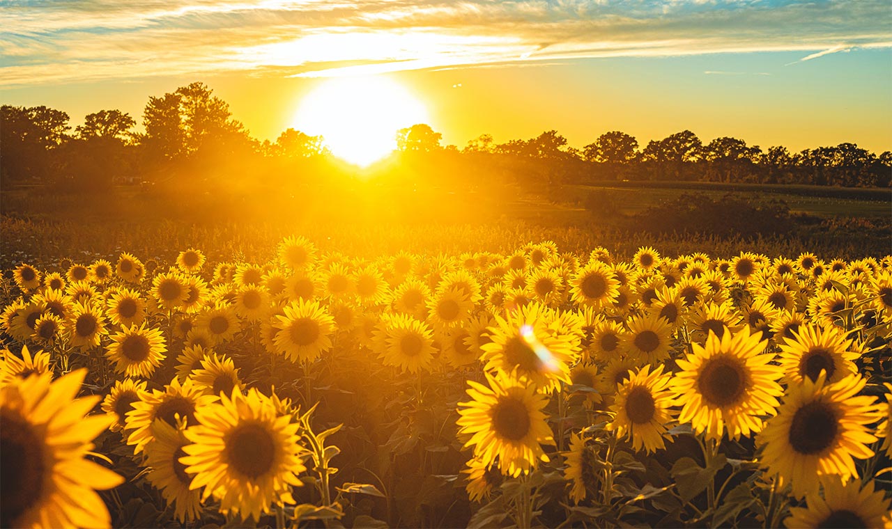 A photo of a beautiful sunset over a field of sunflowers.