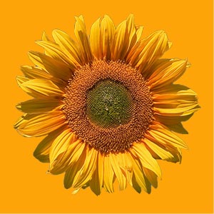 The Sunflower Place home button